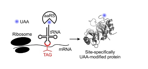 63. "Expanding the substrate scope of pyrrolysyl-transfer RNA synthetase