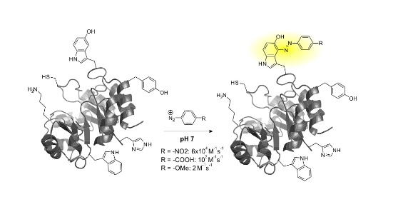 63. "Expanding the substrate scope of pyrrolysyl-transfer RNA synthetase