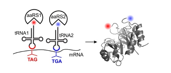 63. "Expanding the substrate scope of pyrrolysyl-transfer RNA synthetase
