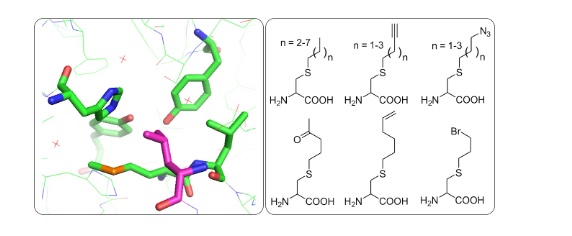63. "Expanding the substrate scope of pyrrolysyl-transfer RNA synthetase