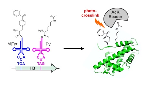 63. "Expanding the substrate scope of pyrrolysyl-transfer RNA synthetase