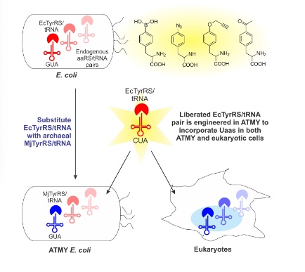 63. "Expanding the substrate scope of pyrrolysyl-transfer RNA synthetase