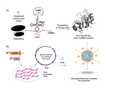 63. "Expanding the substrate scope of pyrrolysyl-transfer RNA synthetase