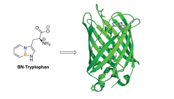 63. "Expanding the substrate scope of pyrrolysyl-transfer RNA synthetase