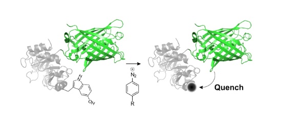 63. "Expanding the substrate scope of pyrrolysyl-transfer RNA synthetase