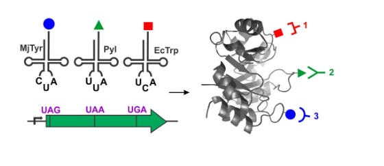 63. "Expanding the substrate scope of pyrrolysyl-transfer RNA synthetase