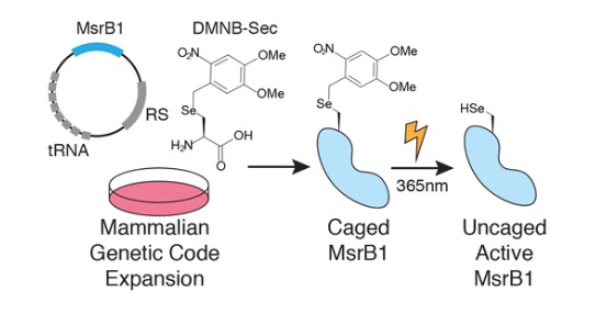 63. "Expanding the substrate scope of pyrrolysyl-transfer RNA synthetase