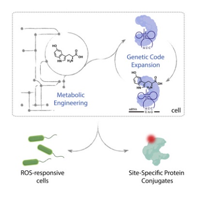 63. "Expanding the substrate scope of pyrrolysyl-transfer RNA synthetase