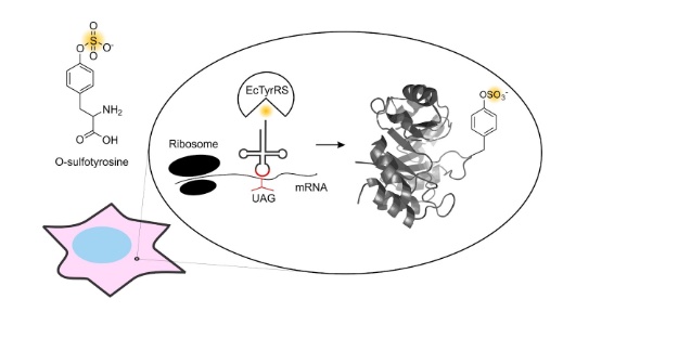 63. "Expanding the substrate scope of pyrrolysyl-transfer RNA synthetase