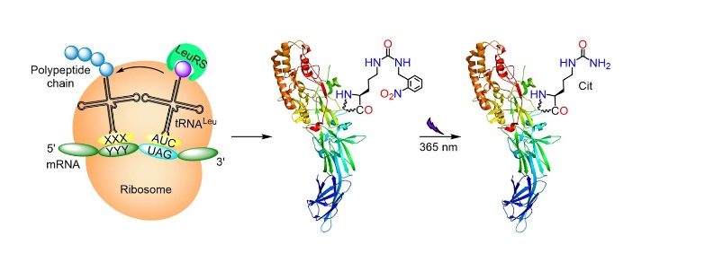 63. "Expanding the substrate scope of pyrrolysyl-transfer RNA synthetase
