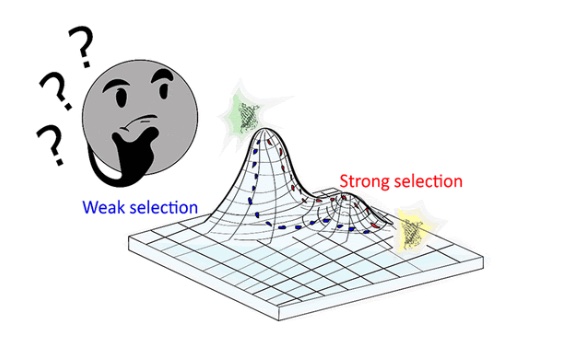63. "Expanding the substrate scope of pyrrolysyl-transfer RNA synthetase