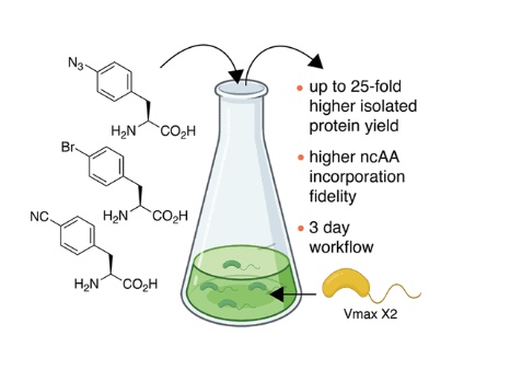 63. "Expanding the substrate scope of pyrrolysyl-transfer RNA synthetase