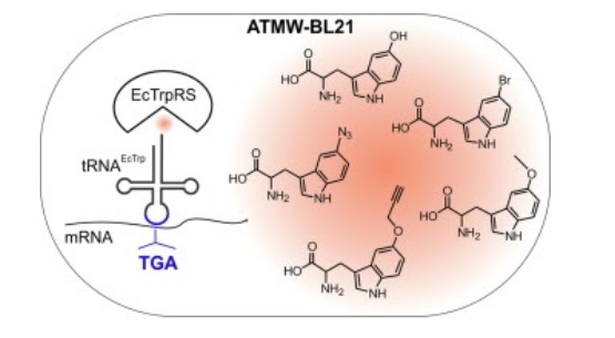 63. "Expanding the substrate scope of pyrrolysyl-transfer RNA synthetase