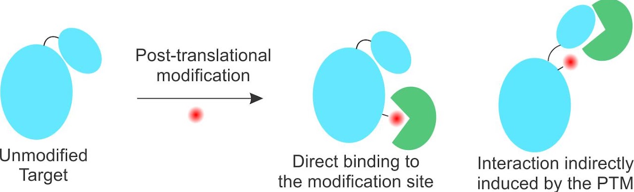 63. "Expanding the substrate scope of pyrrolysyl-transfer RNA synthetase