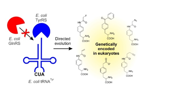 63. "Expanding the substrate scope of pyrrolysyl-transfer RNA synthetase