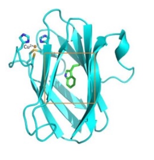 63. "Expanding the substrate scope of pyrrolysyl-transfer RNA synthetase