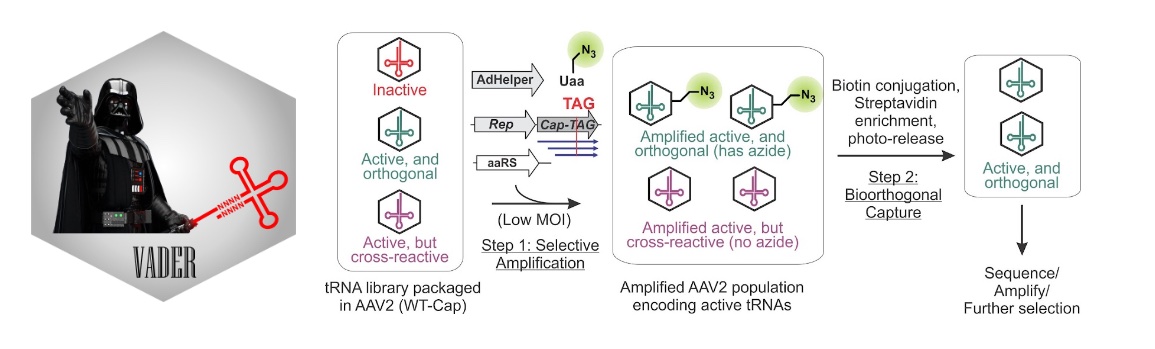 63. "Expanding the substrate scope of pyrrolysyl-transfer RNA synthetase