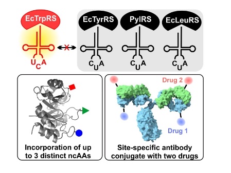 63. "Expanding the substrate scope of pyrrolysyl-transfer RNA synthetase