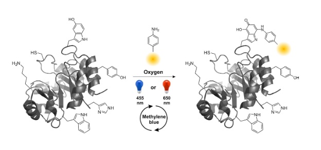 63. "Expanding the substrate scope of pyrrolysyl-transfer RNA synthetase