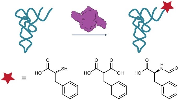 63. "Expanding the substrate scope of pyrrolysyl-transfer RNA synthetase