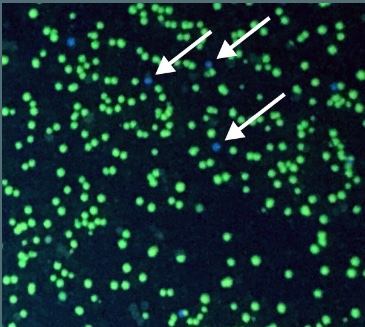 Figure 1: Example of colonies with altered colors