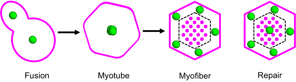 Schematic cross section of skeletal muscle during development and repair.