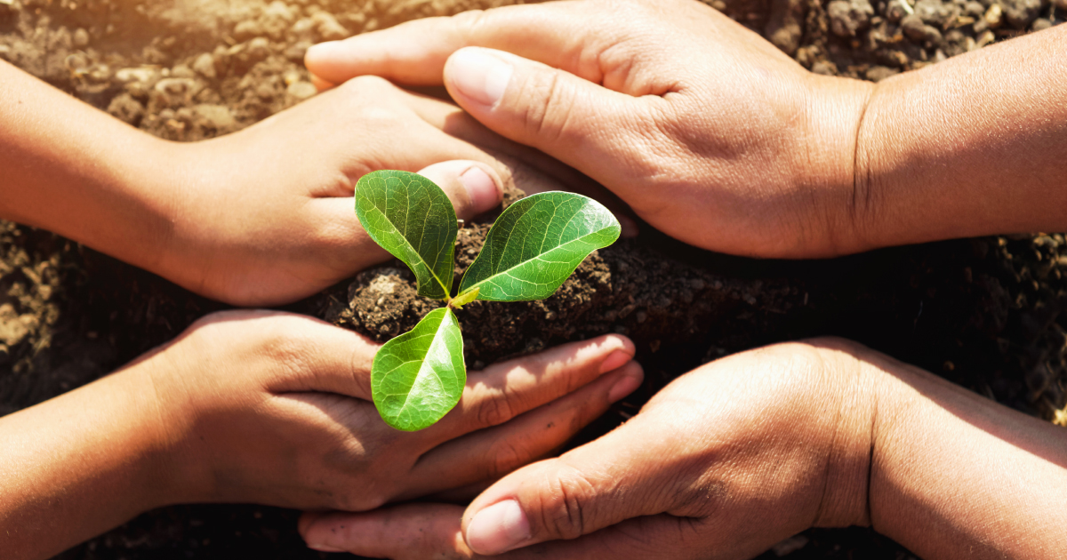 Two pairs of hands shaping soil around a three-leafed seedling