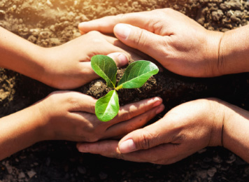 Two pairs of hands shaping soil around a seedling with three leaves