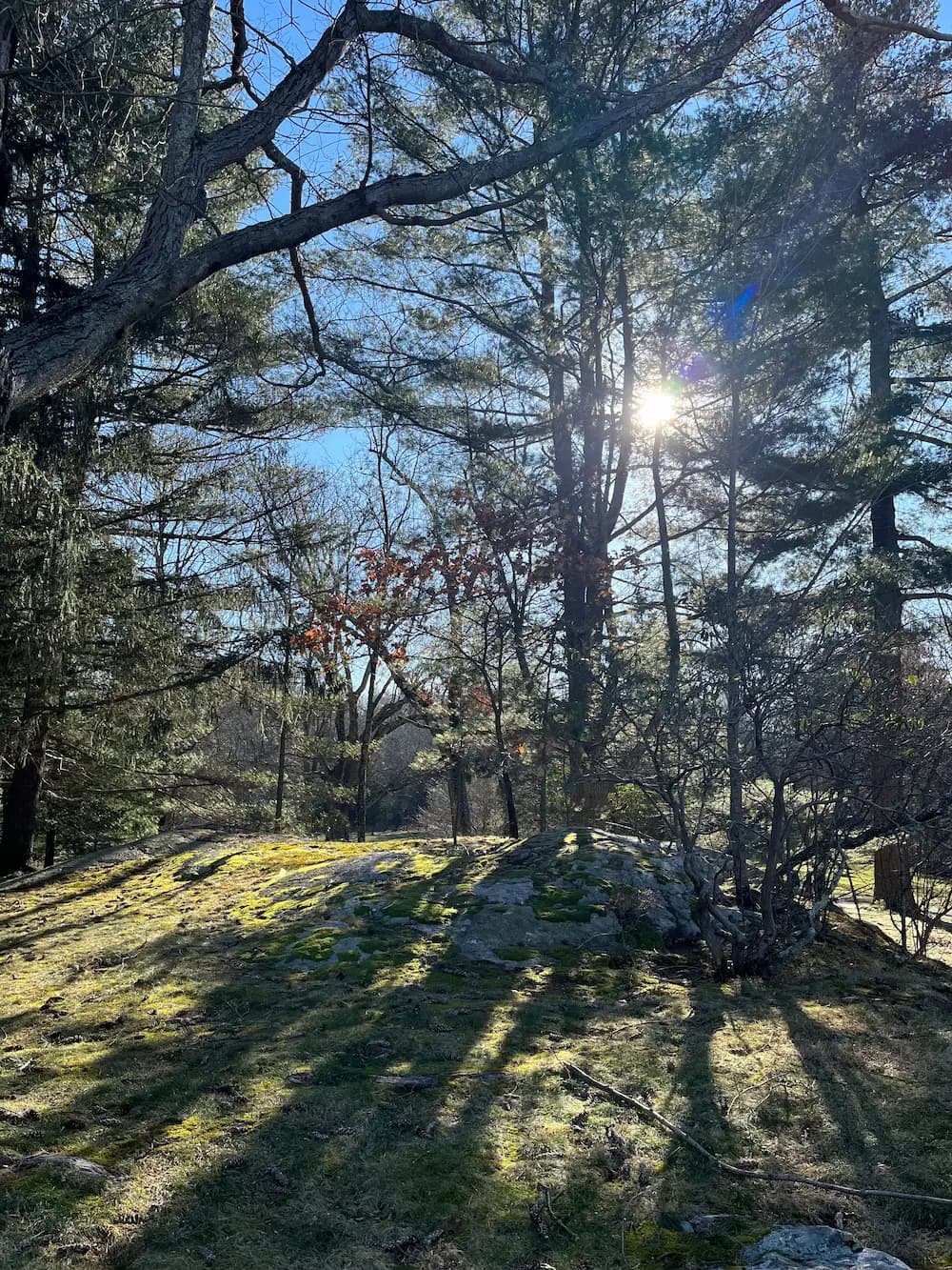 nature photo of tree and sunlight