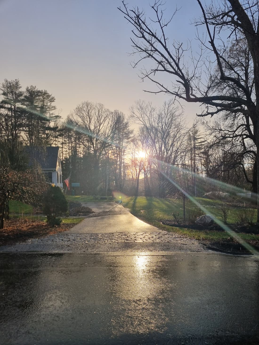 nature photo of tree and sunlight