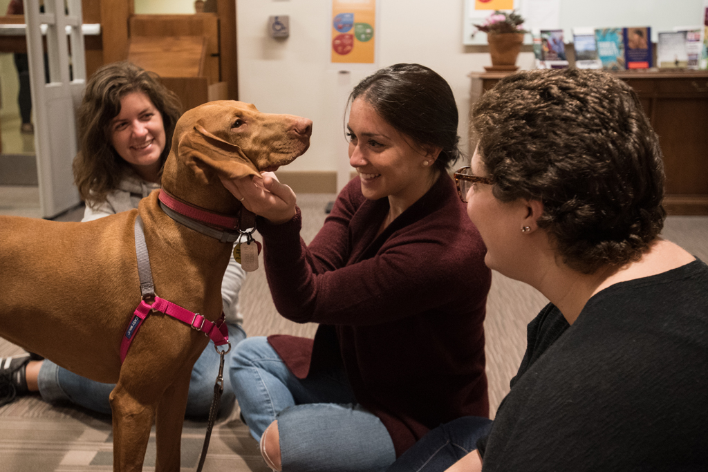 Therapy dogs at the School of Social Work Library provide respite during a busy semester