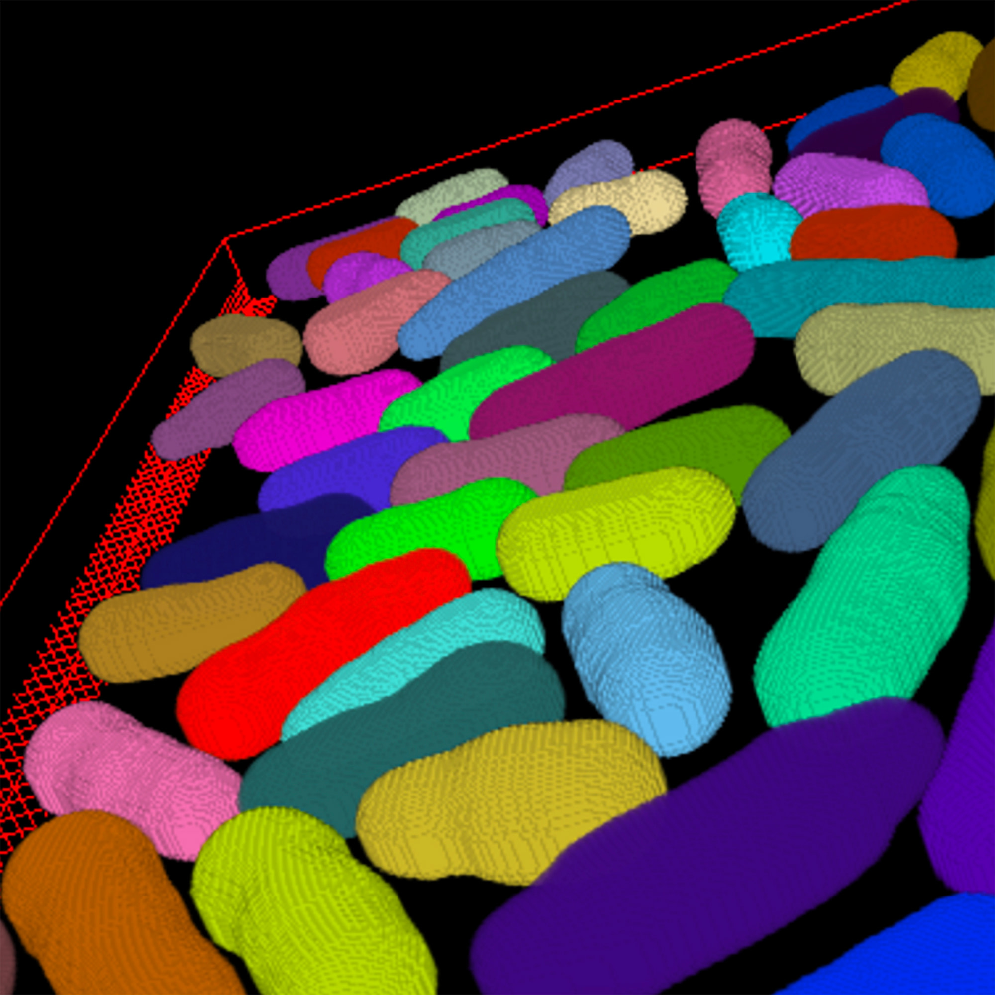 pombe_3D (1)