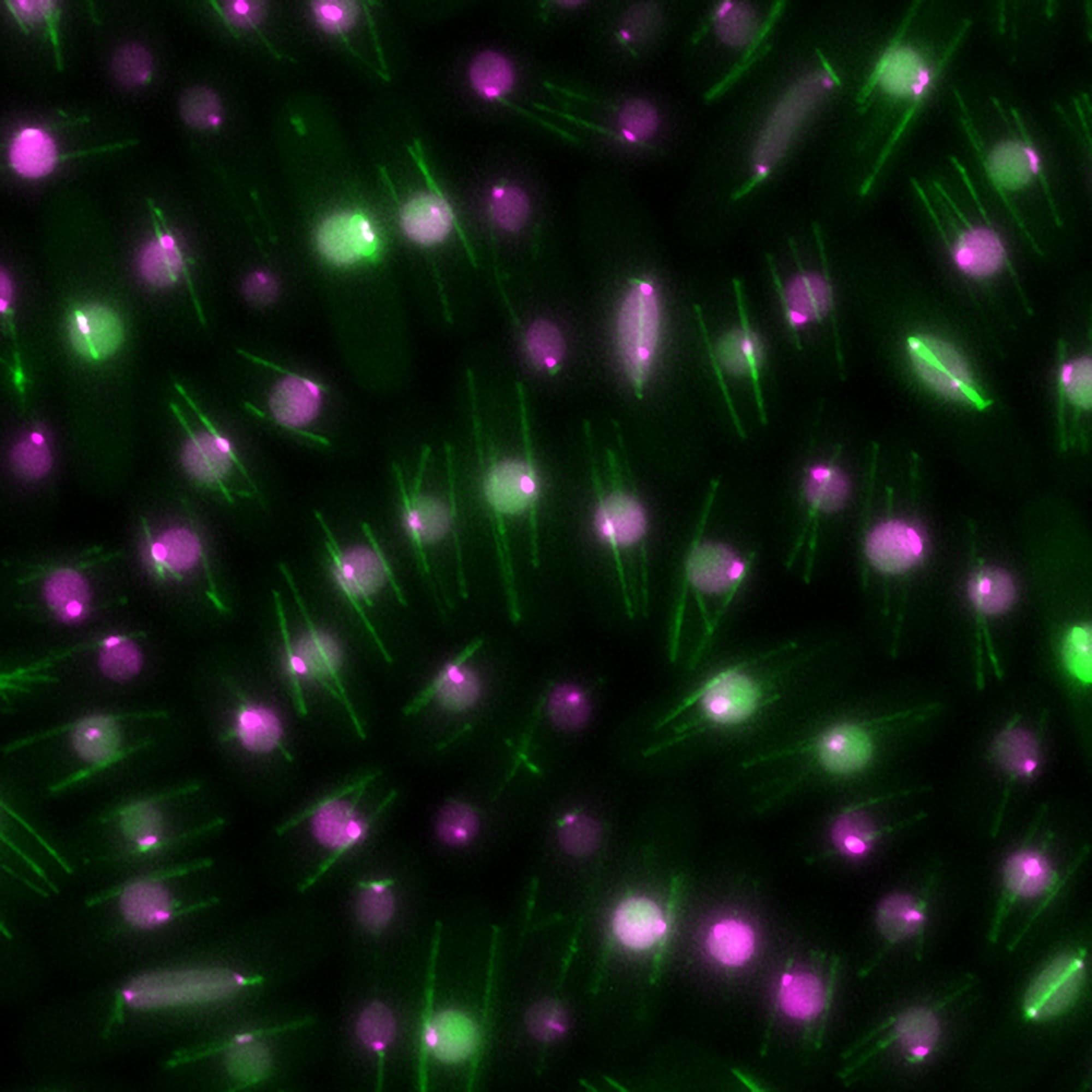 pombe_secGFP_sepOE (1)